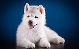 Cute Siberian Husky Baby White - l2sanpiero