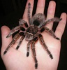 File:Grammostola rosea Chilian Rose Hair Tarantula.jpg - Wikimedia Commons