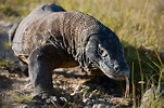 Komodo dragon in Indonesia bites two men