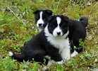 Karelian Bear Dogs - Bearunoff Kennels