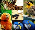Lista de animais ameaçados de extinção no Brasil - DicasFree.com