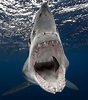 Shortfin mako shark (Isurus oxyrinchus) | Natural Creations