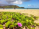Hanalei Bay on the north shore of Kauai, Hawaii | Travel dreams ...