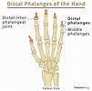 Distal Interphalangeal Joint