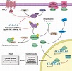 Frontiers | Molecular Mechanism of Hippo–YAP1/TAZ Pathway in Heart ...