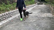 犬隻訓練MHdogtraining-無繩服從訓練 - YouTube
