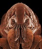 Domestic fleas infest scores of wild mammal species - Cosmos Magazine