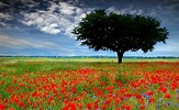 "las plantas con los cinco sentidos": Campo de flores rojas