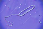 Stenotrophomonas maltophilia bacteria, illustration - Stock Image ...