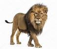 Side view of a Lion walking, looking at the camera, Panthera Leo ...