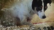 Laurie Anderson - Heart of a Dog [Official Trailer] - YouTube