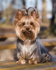 Cachorro yorkshire terrier: características, filhotes, fotos, preço e mais
