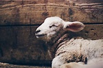 Lamb of God: Meaning, Bible Verses, and Applications
