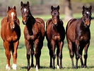 Thoroughbreds Wallpapers - Pets Cute and Docile