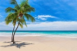 Palm trees on tropical beach featuring beach, palm, and sea | Nature ...