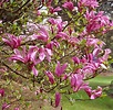 Vente de Magnolia liliflora Susan - Pépinières Chatelain
