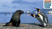 Documentario Jacques Cousteau - Il volo dei pinguini - La grande ...