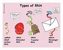 Types of RNA – Fuzzy Synapse