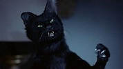 7 Filmes De Terror Arrepiantes Envolvendo Gatos (Com Trailers) - Portal ...