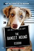 Watch The Bandit Hound on Netflix Today! | NetflixMovies.com