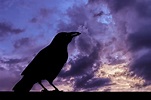 Raven Silhouette And Storm Clouds Free Stock Photo - Public Domain Pictures