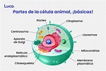 La célula animal: Unidad funcional básica