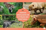 14 animais em extinção no Pantanal - motivos e o que pode ser feito