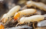消滅白蟻 | 白蟻防治處理 | 除白蟻工程 | 震陞蟲害防控