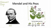 Summarizes Gregor Mendel's history. Mendelian Genetics - Overview ...