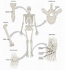 Long Bone With Diagram : This illustration shows an anterior view if ...