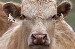 Mad cow disease found in Florida animal sparking fears of US outbreak