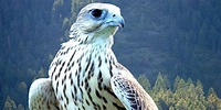 Spotting The Saker Falcon | ePHOTOzine