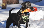 Snow day for black lab, Chance. picture by Dave Haynes | Labrador ...