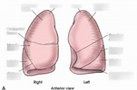 Anterior view of lungs c3 Diagram | Quizlet