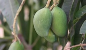 Mango, Mangifera indica L., Anacardiaceae (familia del anacardo ...