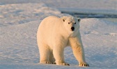 Ten Facts about Polar Bears | Blog Posts | WWF