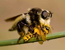 Killer Bees - Bing images