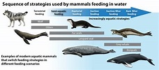 When mammals took to water they needed a few tricks to eat their ...