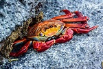 Krabbe Foto & Bild | tiere, wildlife, krebse Bilder auf fotocommunity