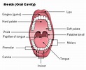 Mouth assessment - Wikipedia, the free encyclopedia