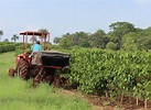 Agriculture | Agriculture in Brazil