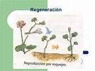 Regeneración