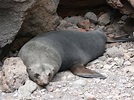 Lobo fino de Guadalupe (Mamíferos marinos de Baja California ...