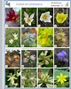 Fotos De Flores Y Sus Nombres