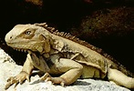 Reptile Picture - Bilscreen