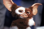 Gizmo Gremlins Wallpaper (62+ pictures)