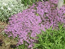 File:Thymus serpyllum flowering plants.jpg - Wikipedia