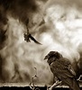 The Raven's Storm by Novawuff on deviantART | Raven art, Raven artwork ...