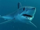 Dear Fishermen, Please release mako sharks alive. Thanks, The ...