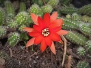 Los 10 cactus con flores más bonitos del mundo | Ciber Cactus